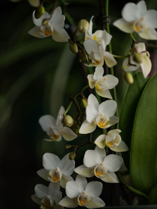 Seraphina - White Orchid