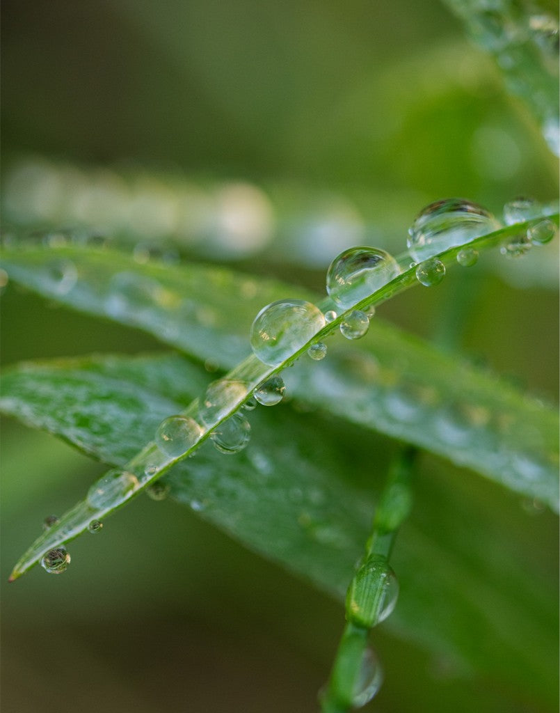 Water Droplets