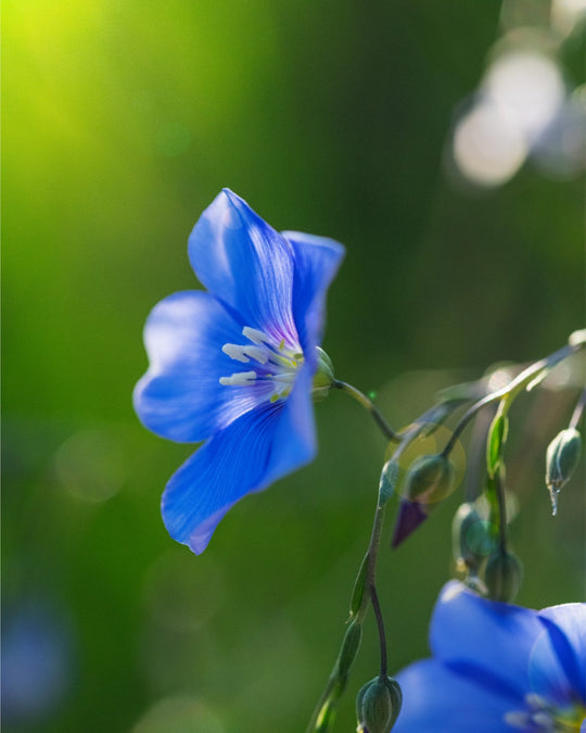 Blue Flax