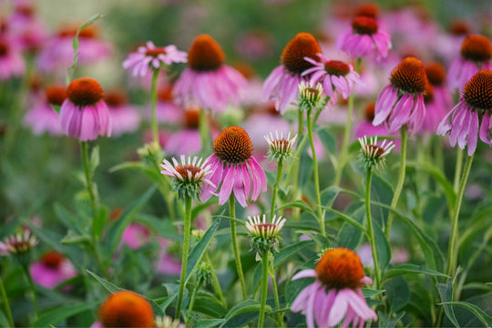 Echinacea in the morning