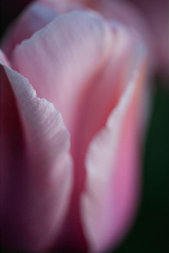 Pink Persuassion- Pink Tulip