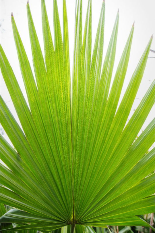 Mariette - Palm frond