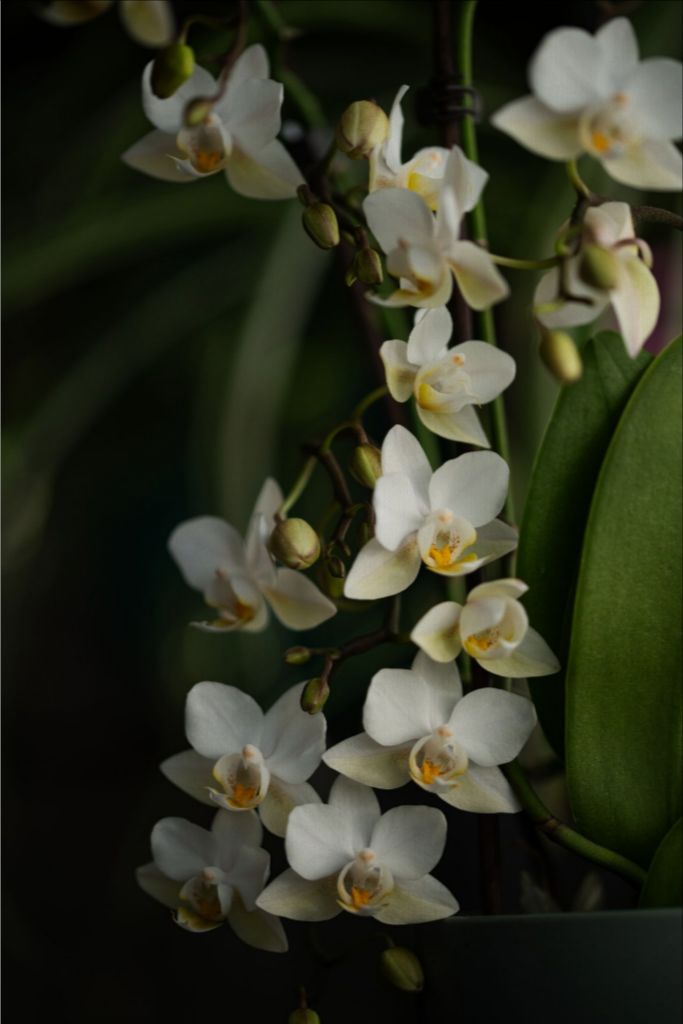 Seraphina - White Orchid