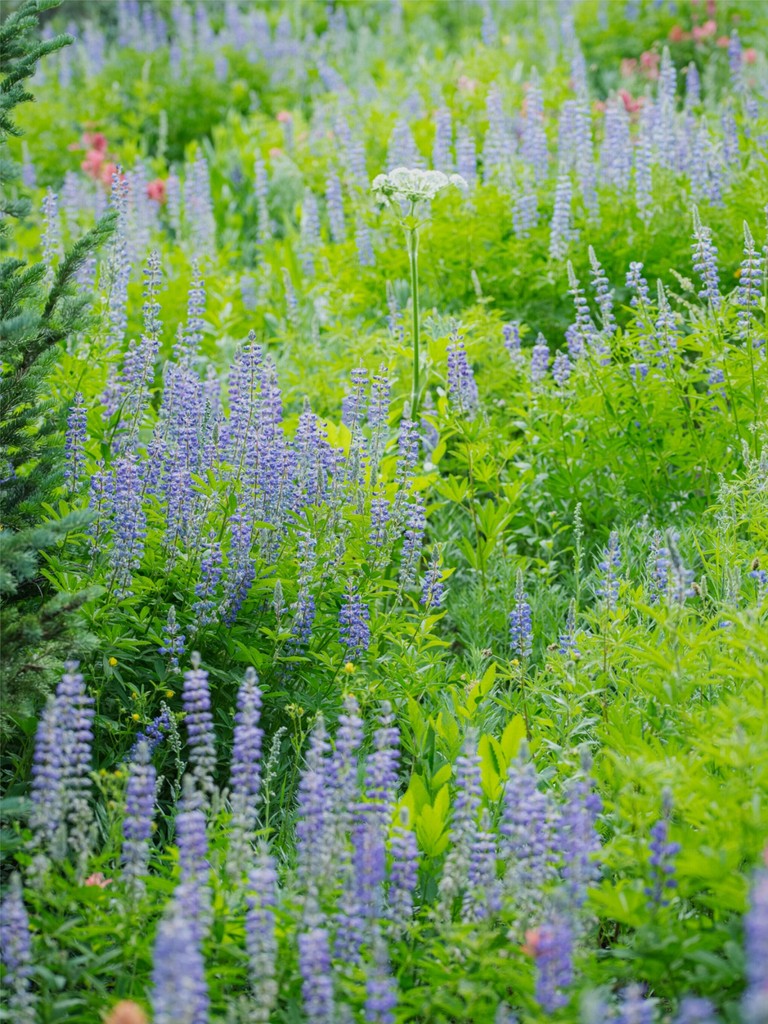 Lupines in the Mountains