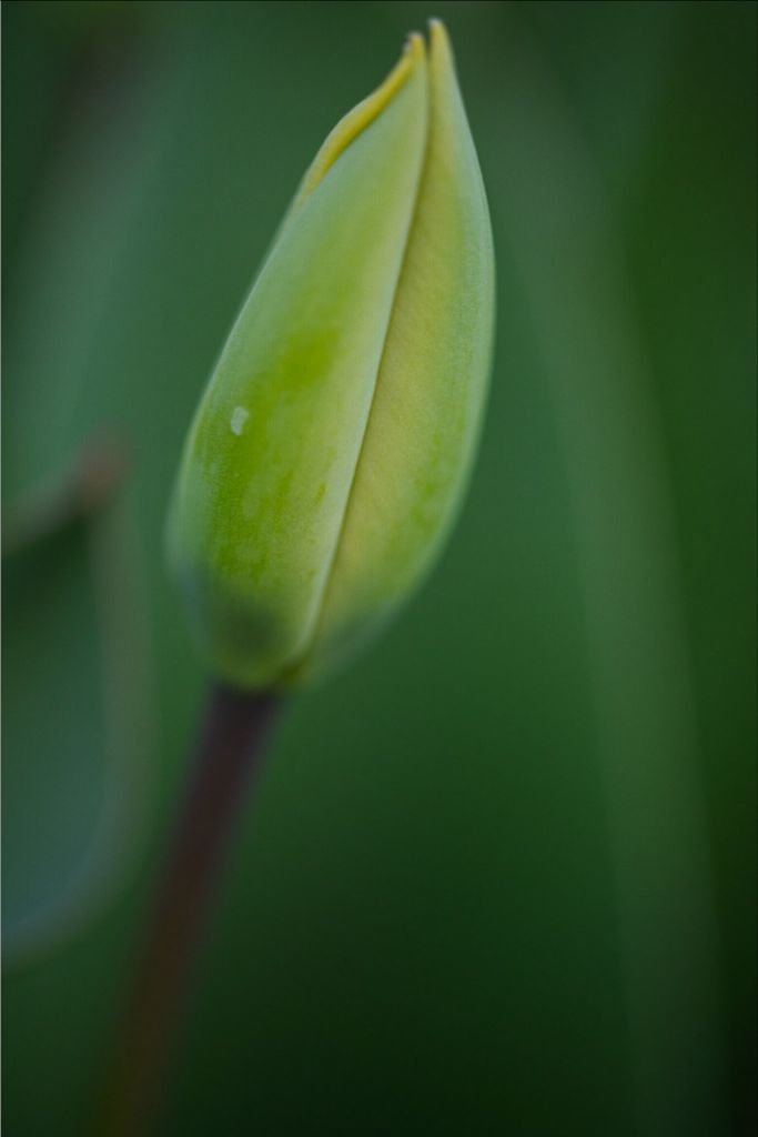 Aviva - Tulip Bud