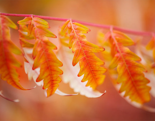 Autumn Leaves - red and orange