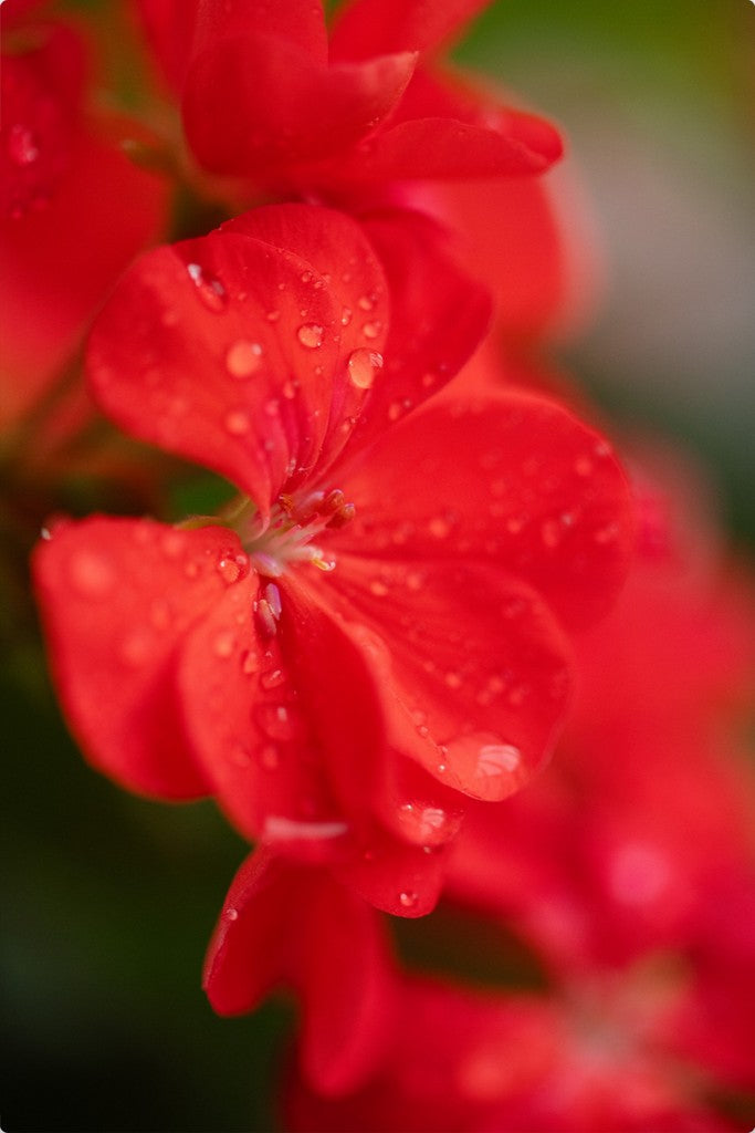 Karen - Red Geranium