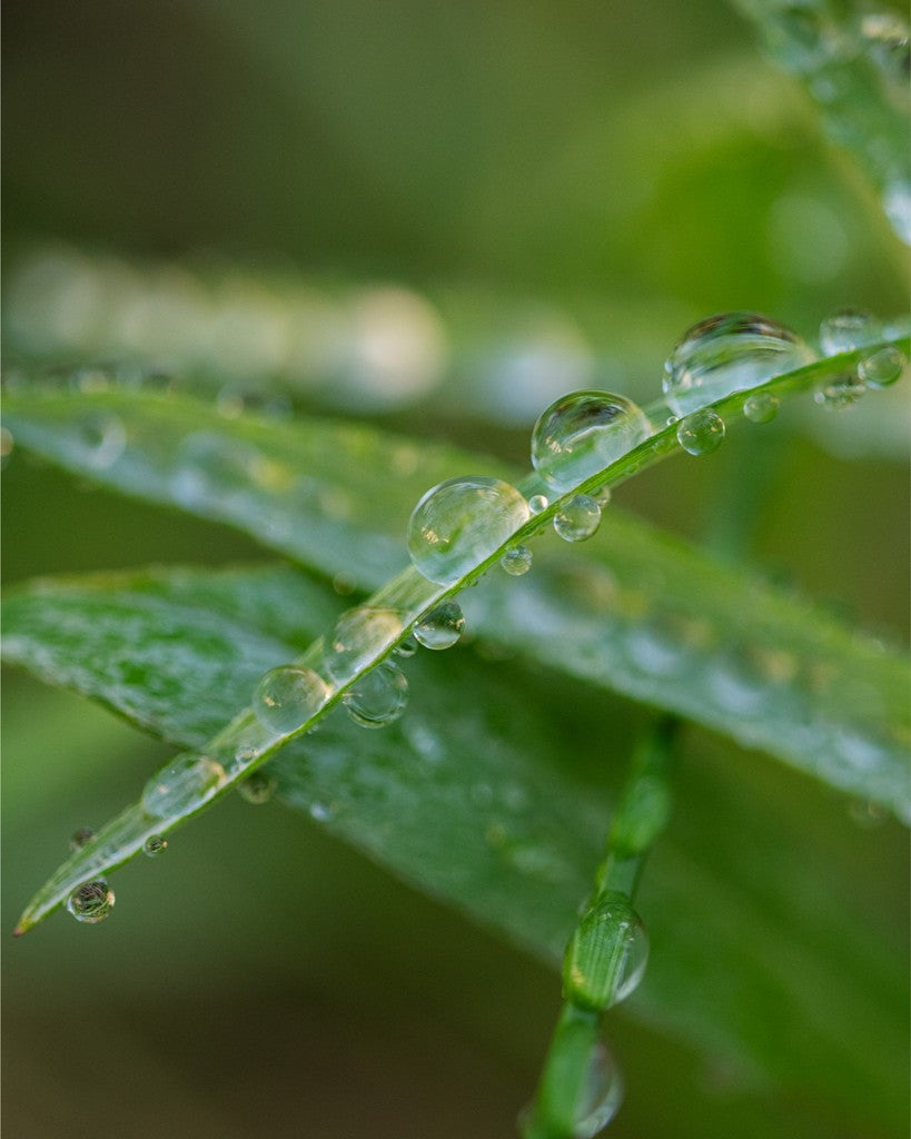 Water Droplets