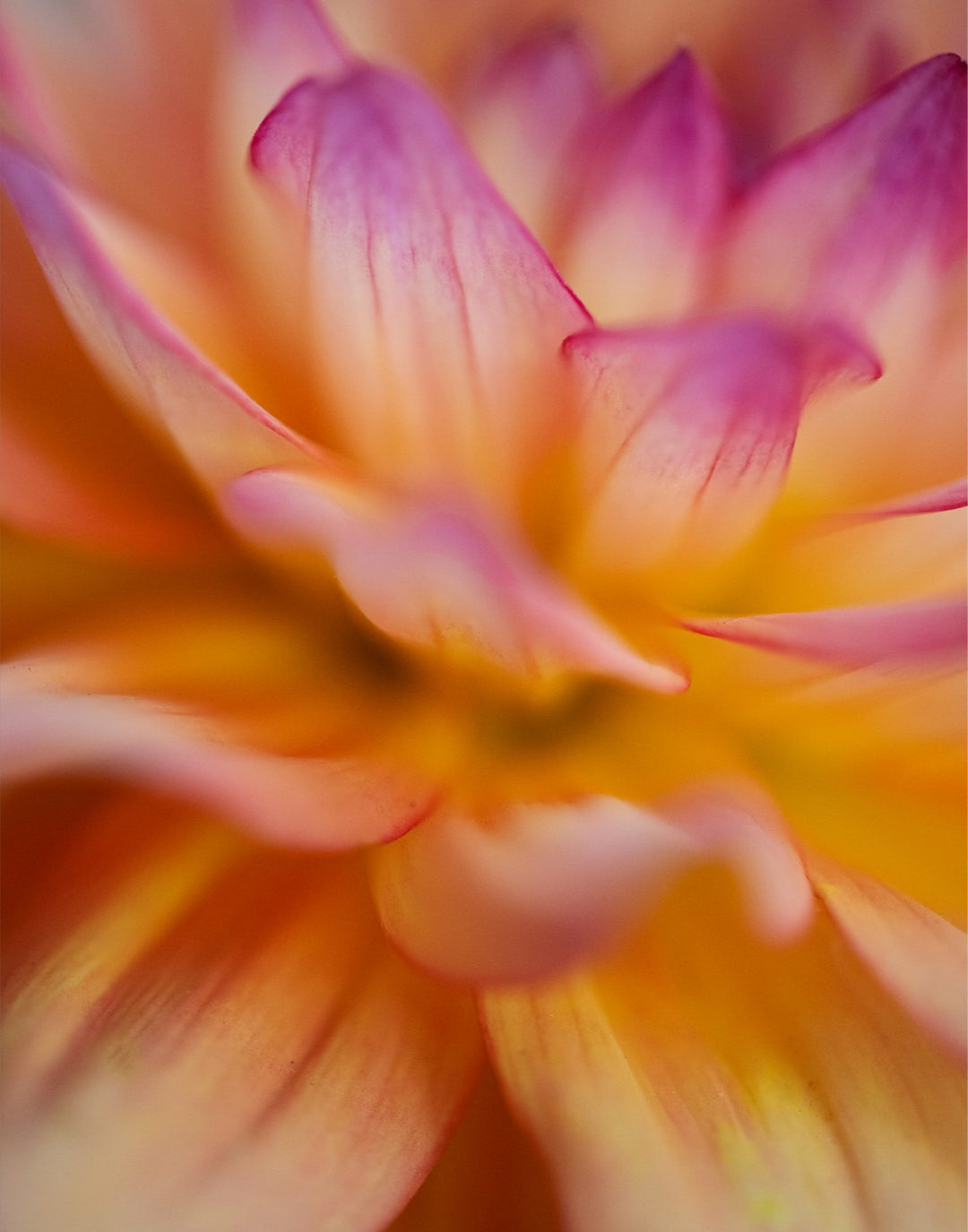 Dahlia