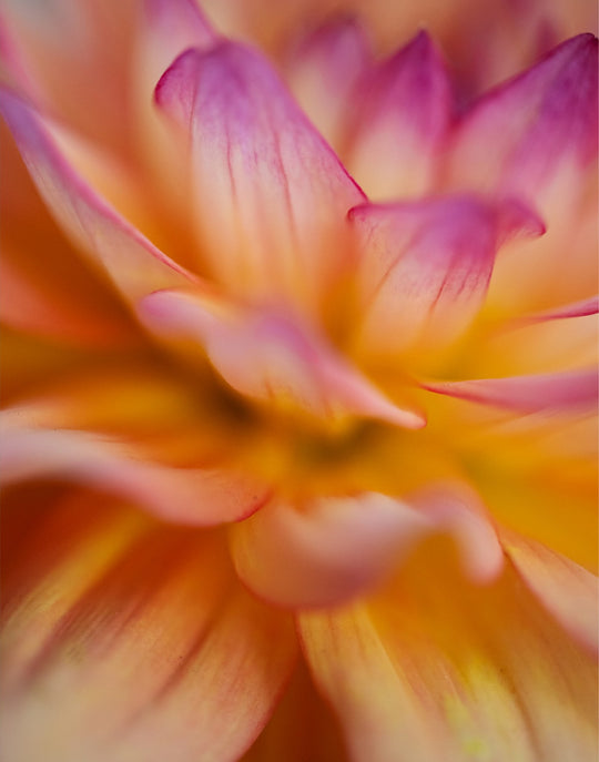 Dahlia