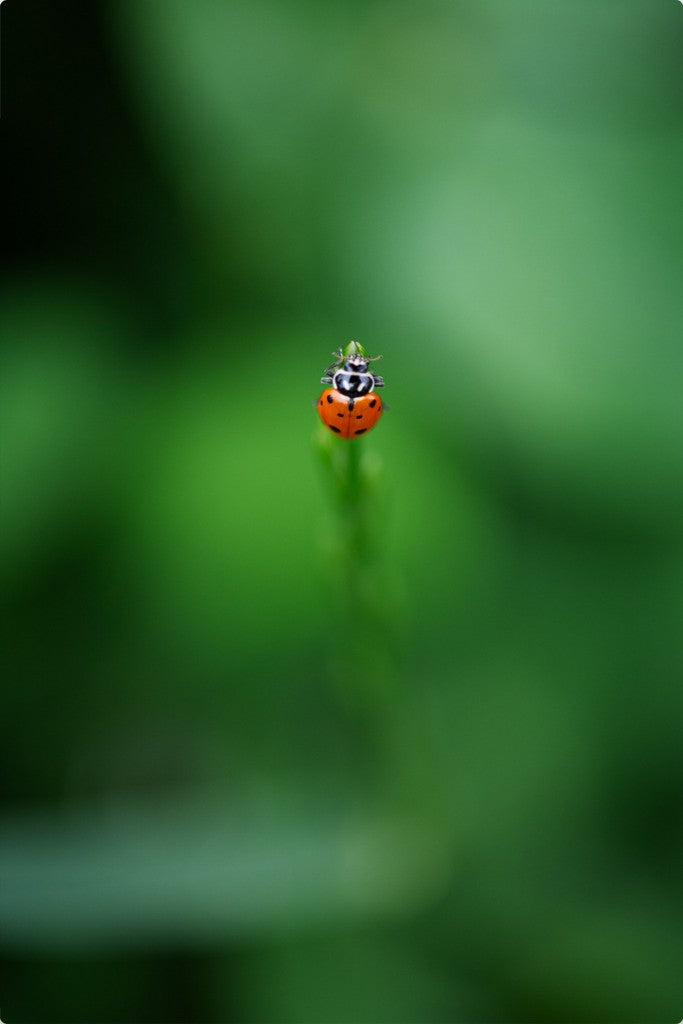 Garrett the Ladybug