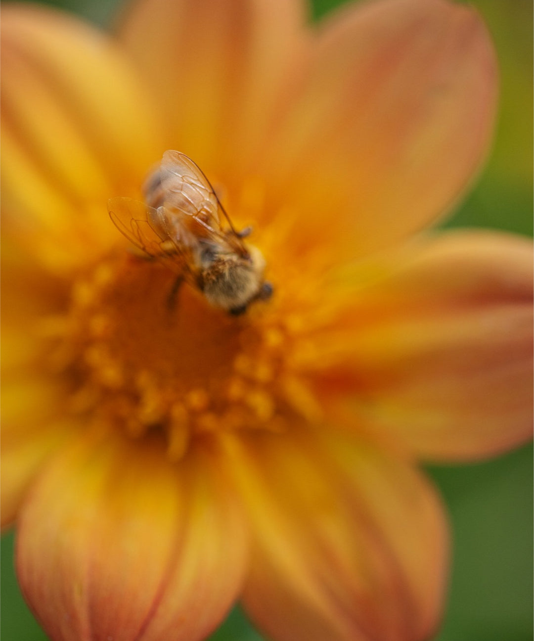 Bee Wings