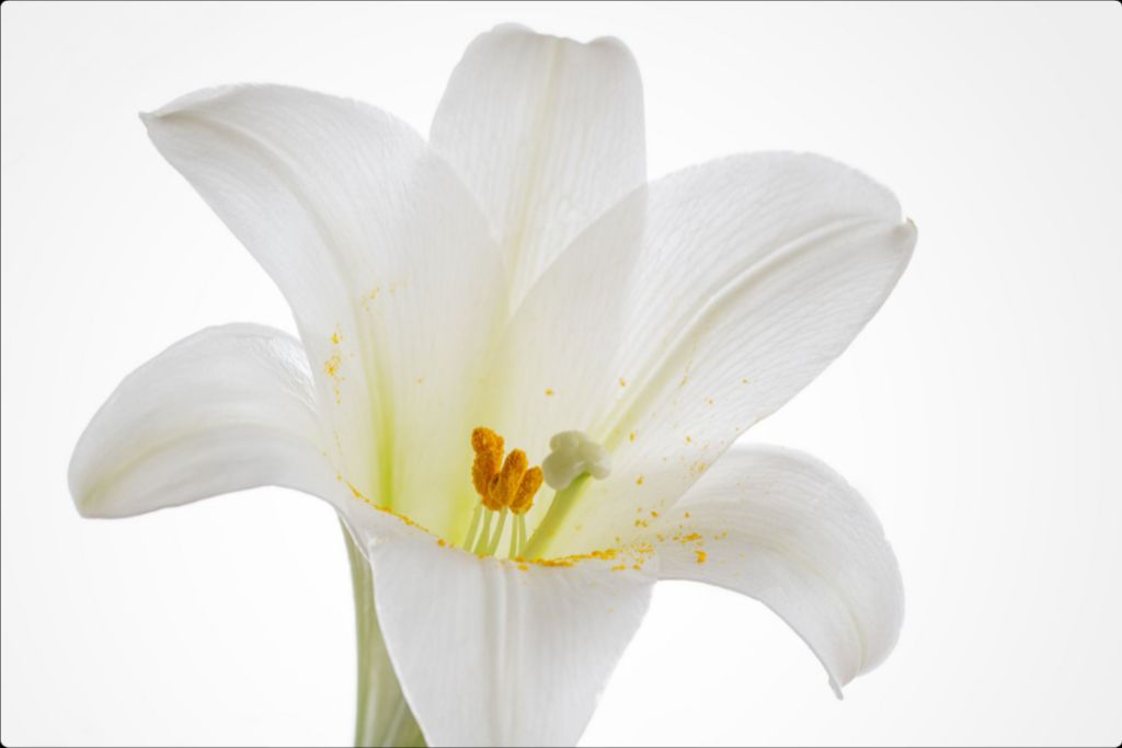 Grace - Easter Lily