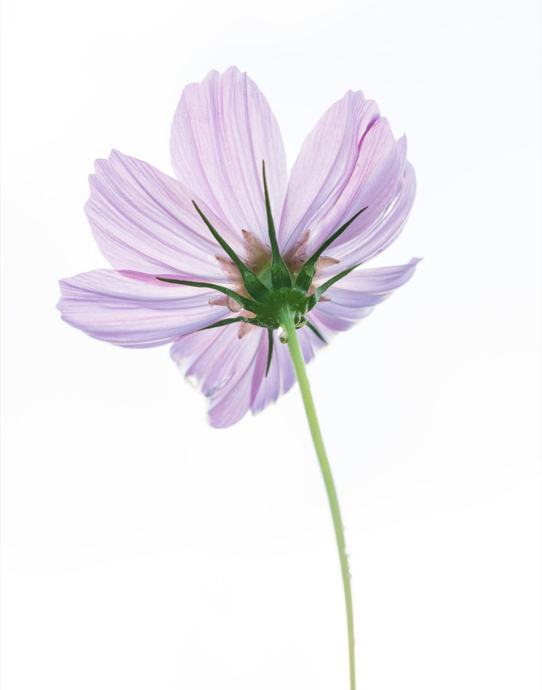 Cosmo on White