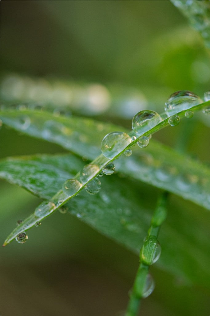 Water Droplets