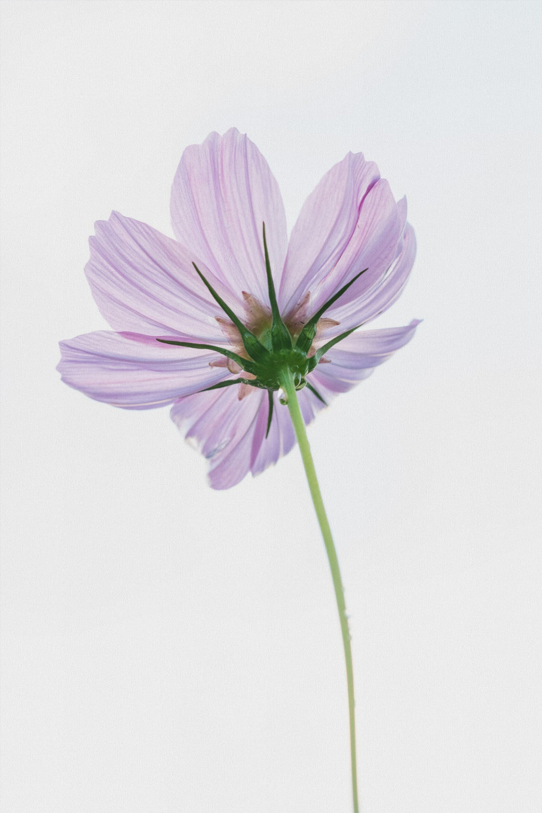 Cosmo on White