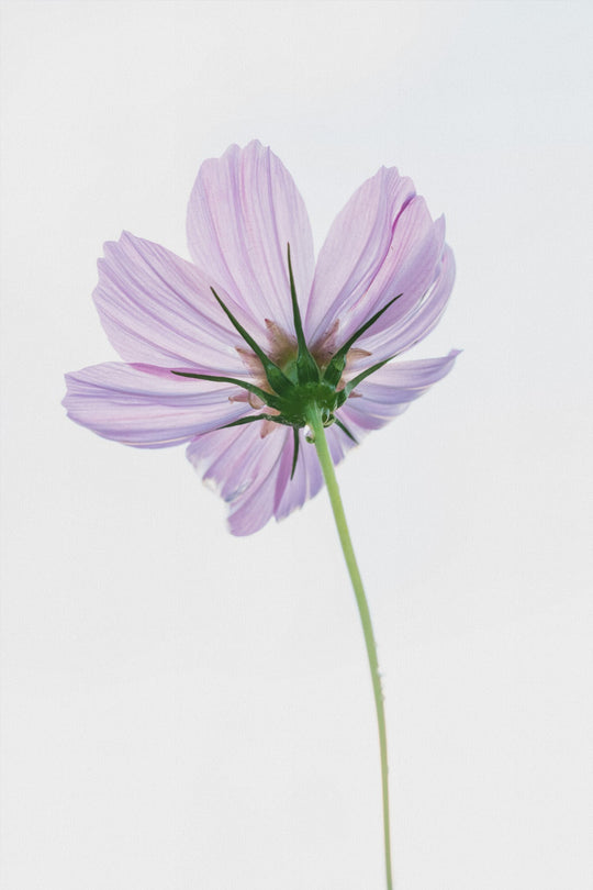 Cosmo on White