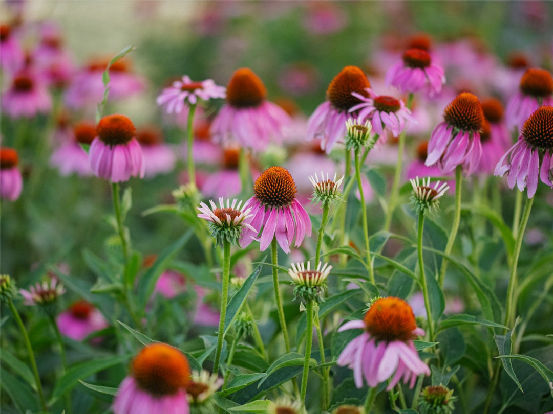 Echinacea in the morning