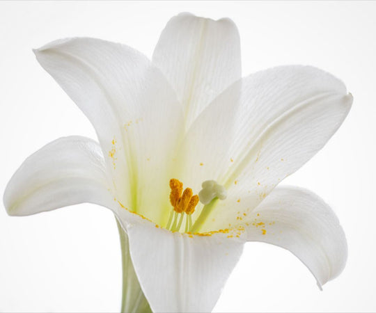 Grace - Easter Lily