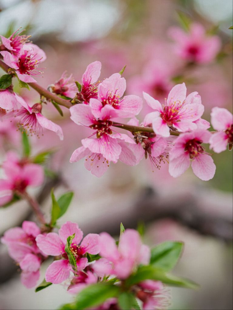 Peach Tree Blossoms