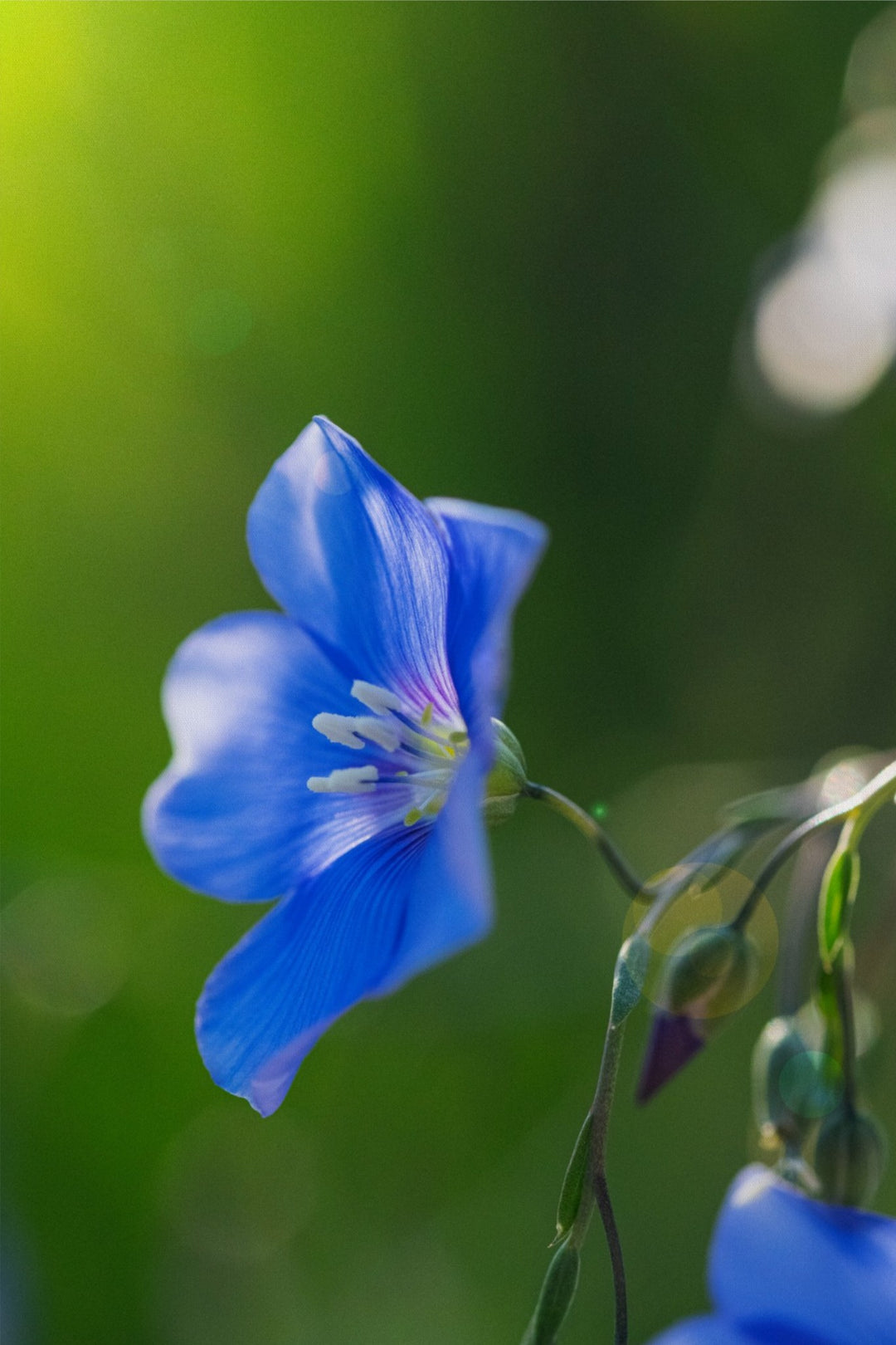Blue Flax