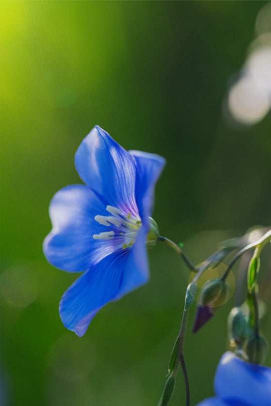 Blue Flax