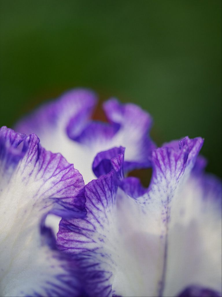 Linda - Purple Iris