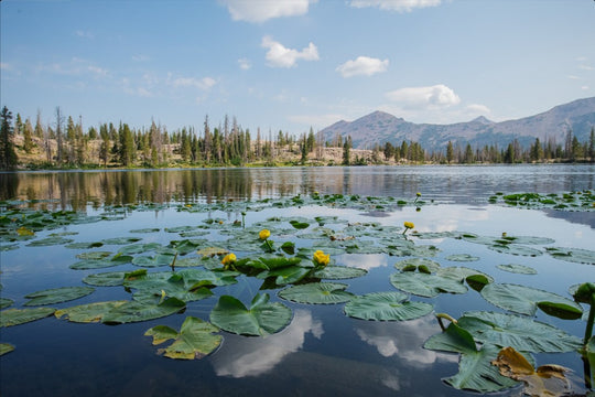 Ruth Lake