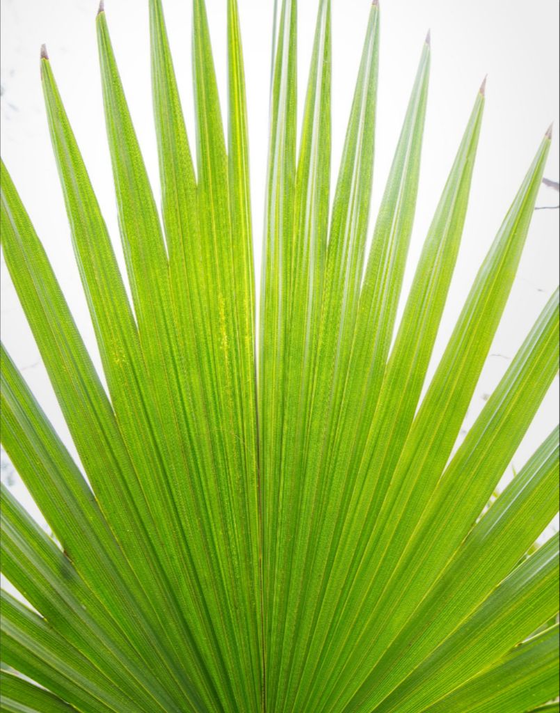 Mariette - Palm frond