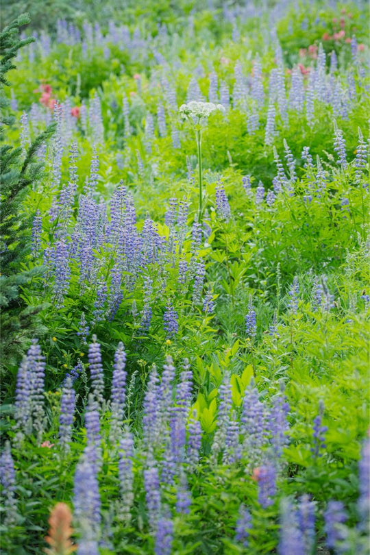 Lupines in the Mountains