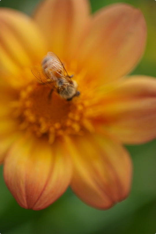 Bee Wings