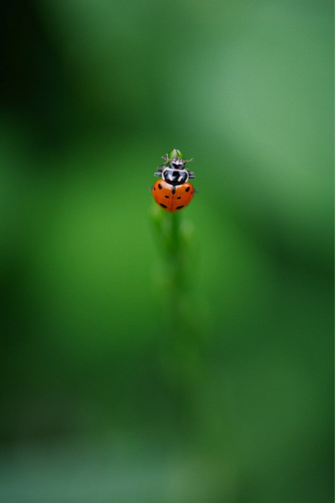 Garrett the Ladybug