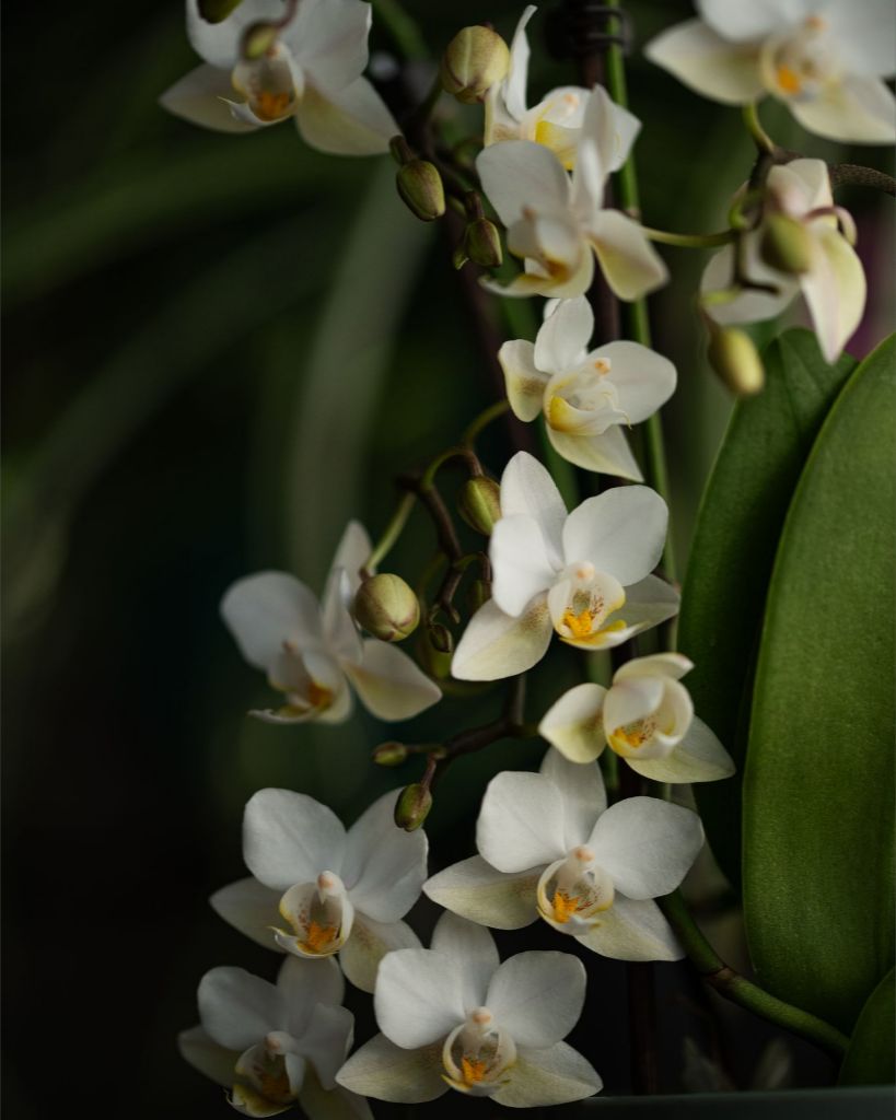 Seraphina - White Orchid