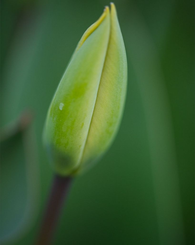 Aviva - Tulip Bud