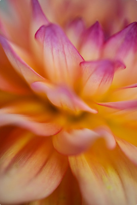 Dahlia