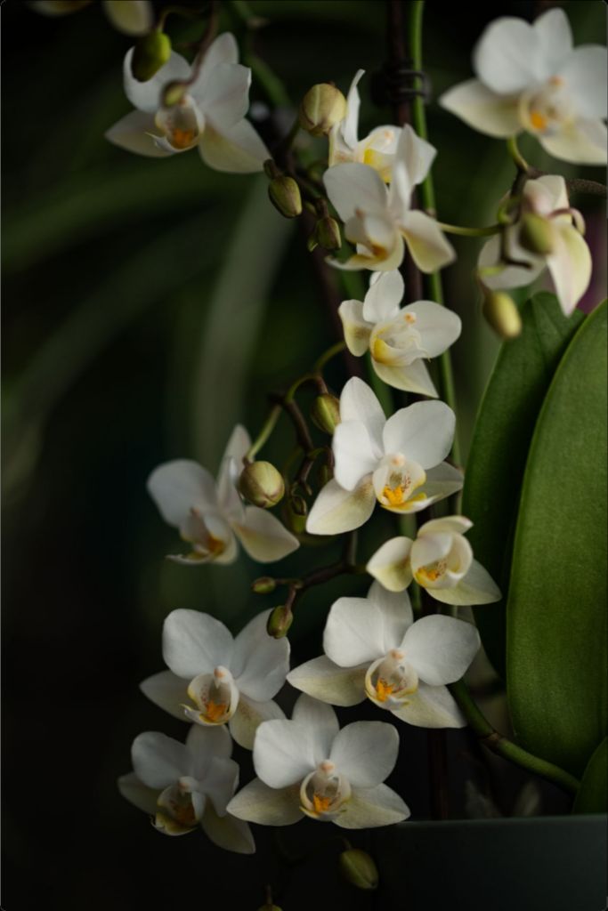 Seraphina - White Orchid