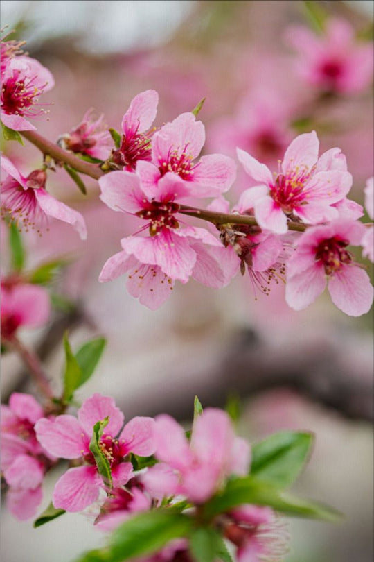 Peach Tree Blossoms