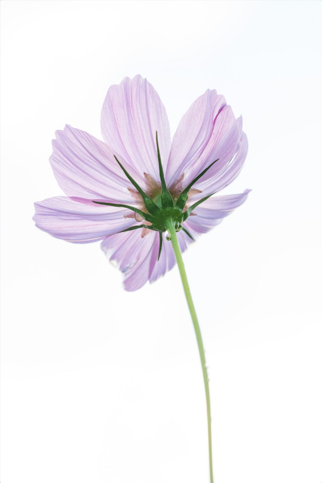 Cosmo on White