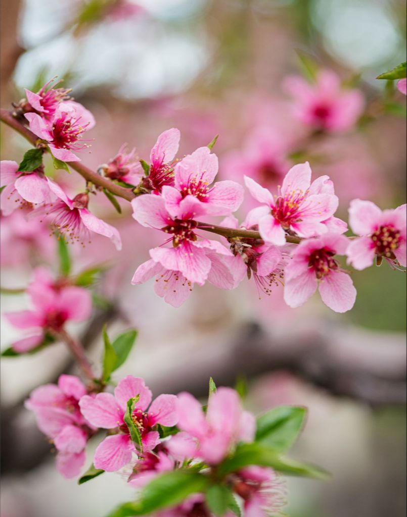 Peach Tree Blossoms