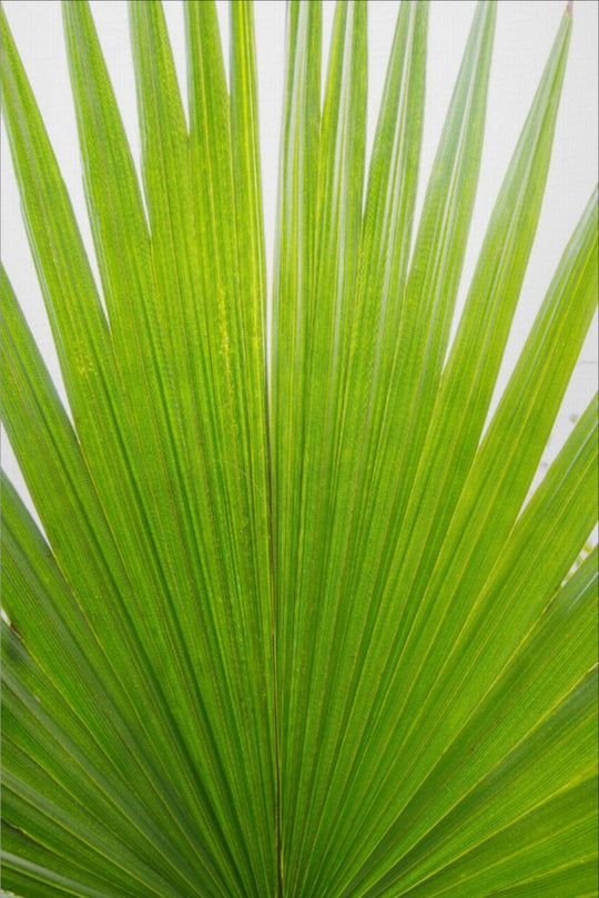 Mariette - Palm frond