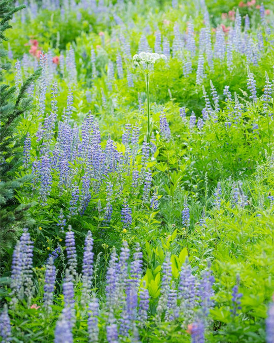 Lupines in the Mountains