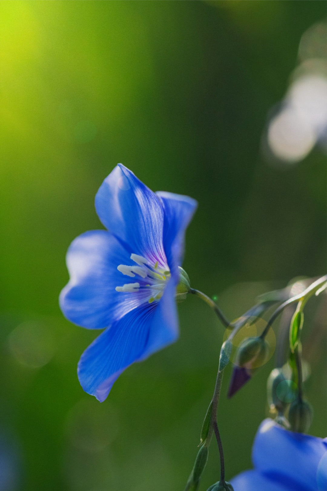 Blue Flax