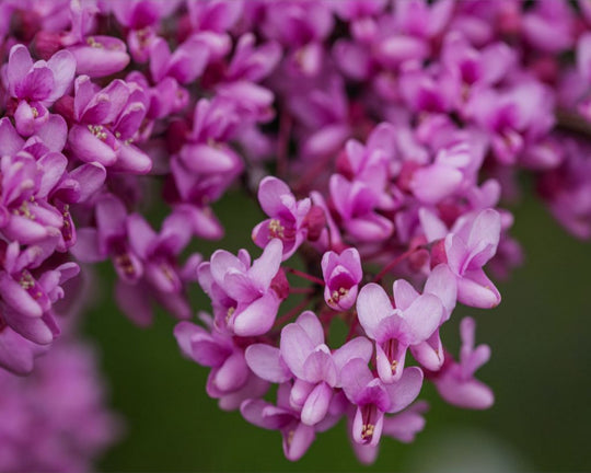 Purple Blossoms