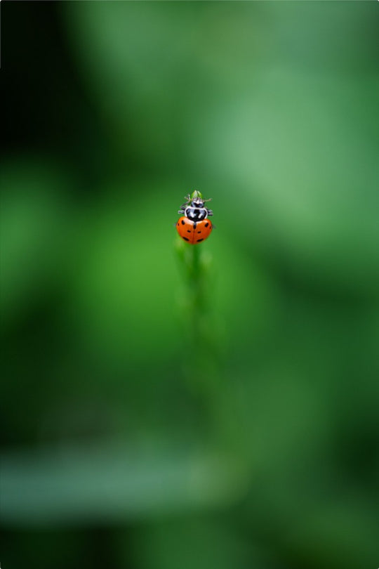 Garrett the Ladybug