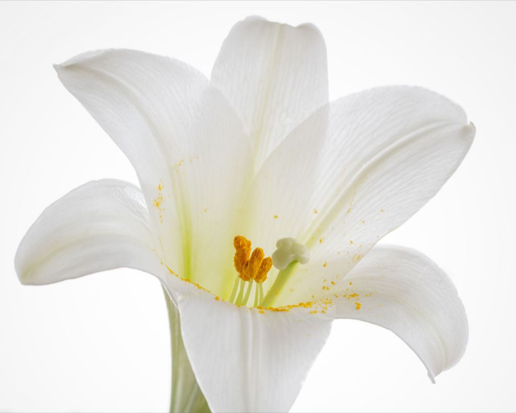 Grace - Easter Lily