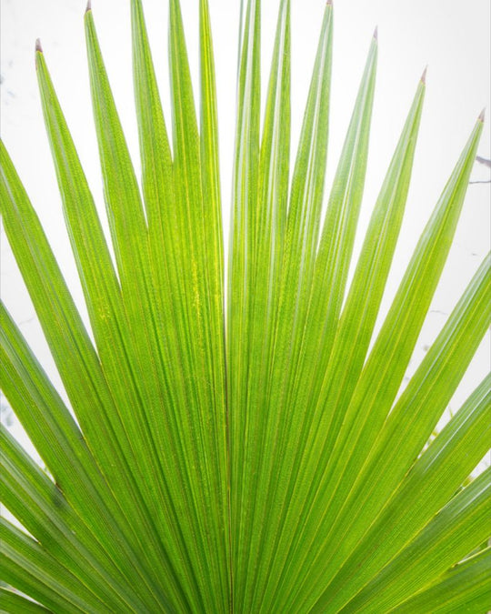 Mariette - Palm frond