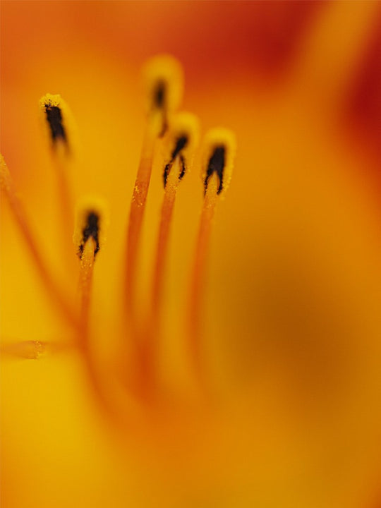 Zuzu - Day Lily - Abstract