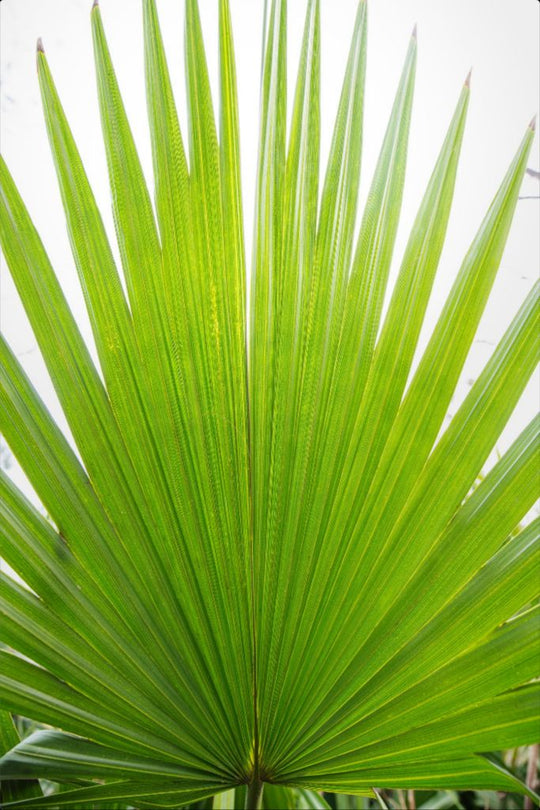 Mariette - Palm frond