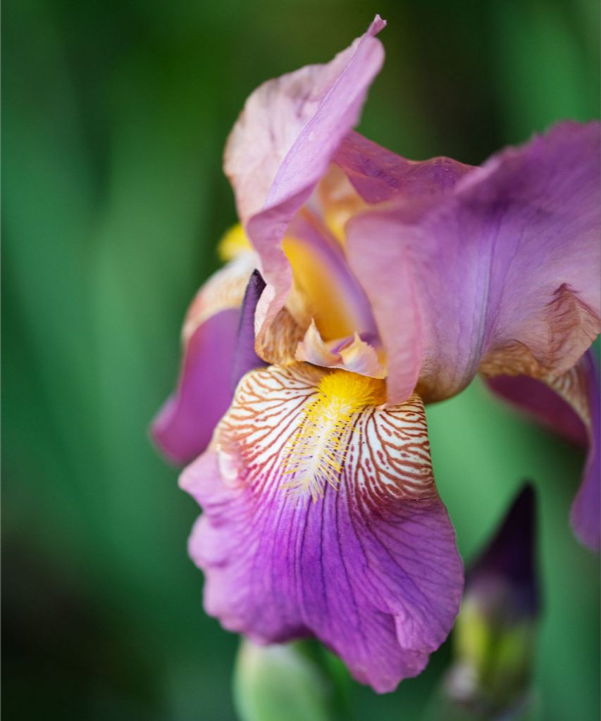 Petal - Iris