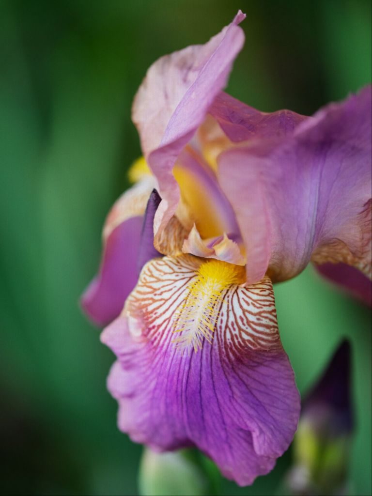 Petal - Iris